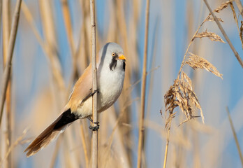 Bearded reedling, Panurus biarmicus. A male bird sits on a reed stalk on a riverbank