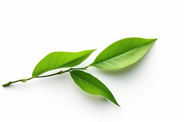 Fototapeta premium Green tea leaf isolated on white