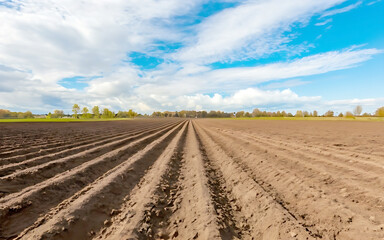 Fototapeta na wymiar Furrows row pattern in a plowed field prepared for planting crops in spring