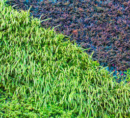 Green leaf background for your design. Selective focus