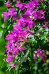 Close-up of purple flowers on blurred background