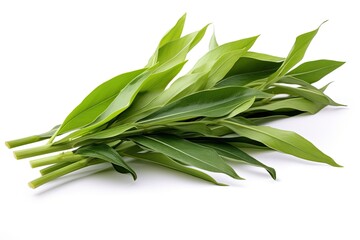 Vanilla orchid leaves, also called flat-leaved vanilla, the plant for vanilla spice, isolated on...
