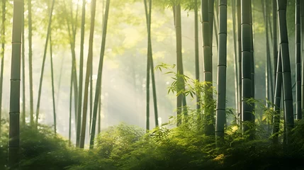 Fototapeten Morning in the bamboo forest. Panoramic image. Beauty in nature. © Iman