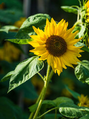 Fototapeta premium Close-up of a sunflower against blurred background