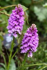 Obraz premium Two common spotted orchid flowers in a garden