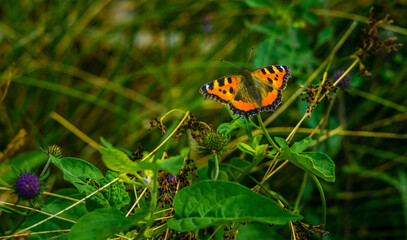 Fototapeta na wymiar Close-up of a Small Tortoiseshell butterfly against blurred background