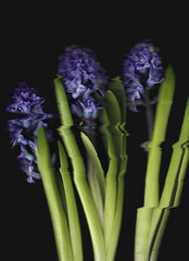 Blue hyacinthus vertical scan background. Scanned blooming spring flower bouquet. Glitchy abstract distorted plant. Colourful botanical photocopy with scanner noise effect.