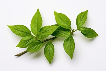 Thai basil is a type of Ocimum basilicum used as a spice and medicinal herb.