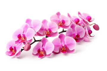 Fototapeta na wymiar White background isolated orchid flowers.