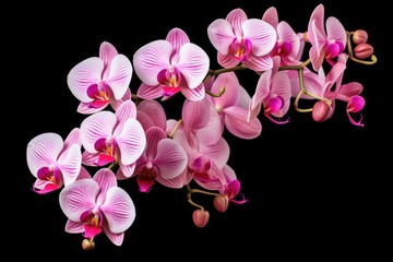 Naklejka na ściany i meble Cut out and isolated Phalaenopsis flower: moth orchid, butterfly, anggrek bulan or moon orchid.