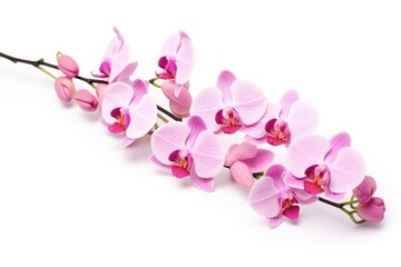Fototapeta na wymiar Pink orchid flower on a white background and alone.