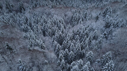 schnee verschneiter wald bäume winter drohne oben - obrazy, fototapety, plakaty