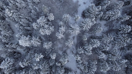schnee verschneiter wald bäume winter drohne oben