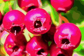 Ripe hawthorn fruits
