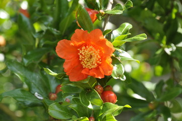 Pomegranate blossom in a garden