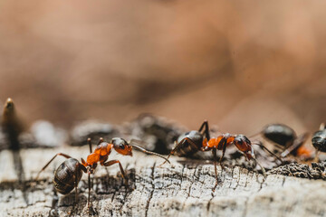 Hormigas rojas en la roca