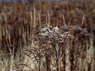 Naklejka premium Withered grass in a field in autumn