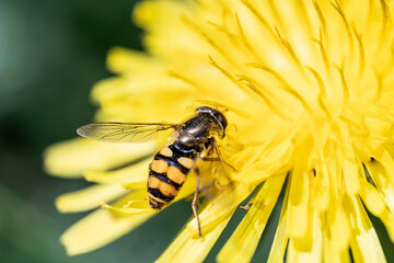 Abeja o avispa encima de una flor amarilla
