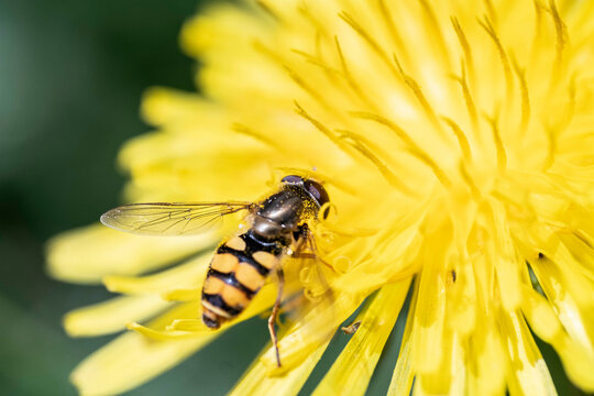 Abeja o avispa encima de una flor amarilla