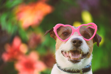 Portrait of lovely smiling dog in heart-shaped pink sunglasses against colorful floral background....