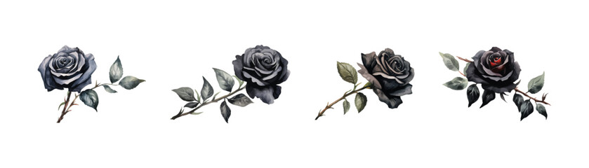 Watercolor black rose clipart for graphic resources. Vector illustration design.