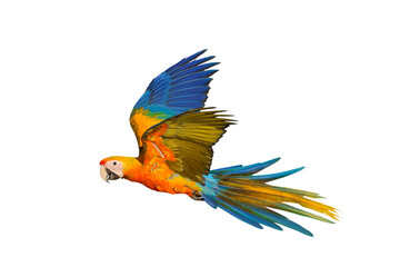 Colorful flying Camelot Macaw  parrot isolated on transparent background png file