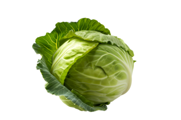 cabbage on a white background or transparent background