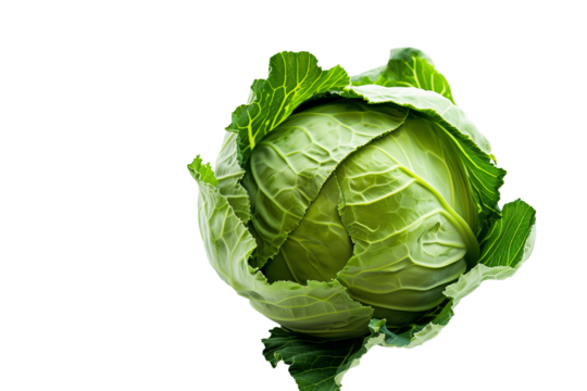 cabbage on a white background or transparent background