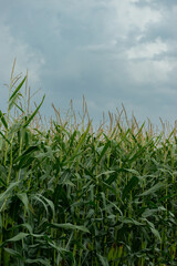 Cloudy sky over a corn field in Altenrhein in Switzerland