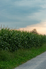 Cloudy sky over a corn field in Altenrhein in Switzerland