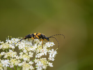 Black and Yellow Longhorn Beetle on Cow Parsley
