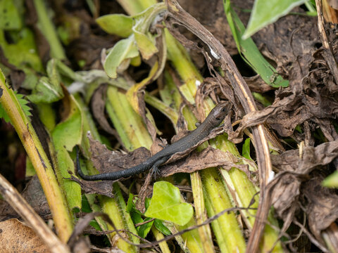 Juvenile Common Lizard Hiding in Vegitation
