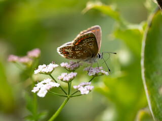 Brown Argus Butterfly on Cow Parsley