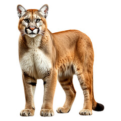 Obraz premium Portrait of cougar standing isolate on transparent background, cutout, png