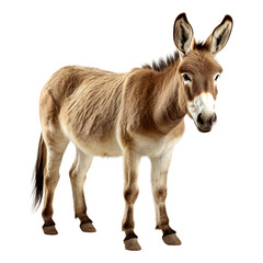 Portrait of donkey animal standing isolated on transparent of white background