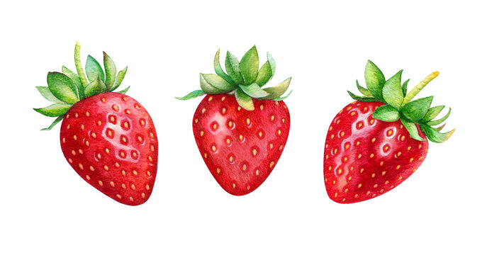 Watercolor illustration of strawberries