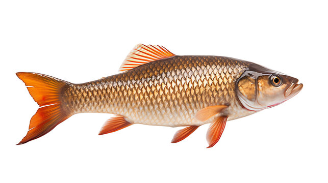 a fish with a white background