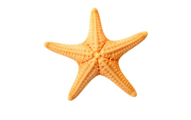 Fototapeta na wymiar a starfish on a white background