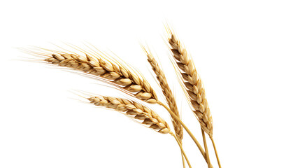 a group of wheat stalks