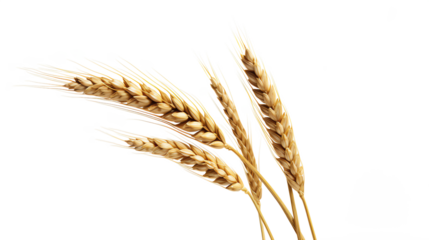 a group of wheat stalks