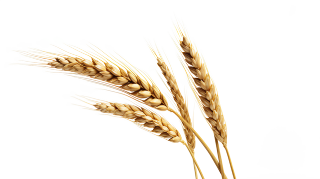 a group of wheat stalks
