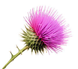 a purple flower with thorns - obrazy, fototapety, plakaty