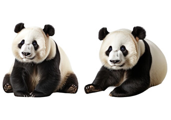 Set of panda multi pose, isolated on transparent of white background