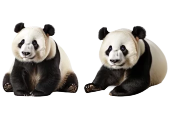 Poster Set of panda multi pose, isolated on transparent of white background © NightTampa