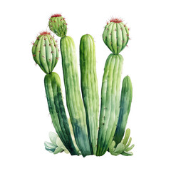 Fototapeta premium a group of cactus plants