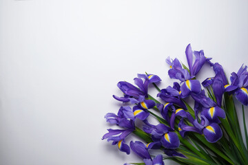 Violet Irises from above. Germanic iris. Flat lay, top view. Space for text. Flower background. Holiday greeting card for Valentine's Day, Woman's Day, Mother's Day, Easter!