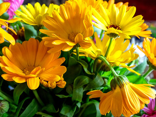 beautiful multicolored bouquet of calendula and asters