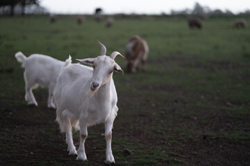 Cabras en una granja