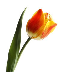 tulip isolated on transparent background