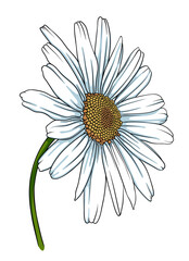 Chamomile, daisy flower on a white background. Vector illustration for your design. Hand drawn vector illustration isolated on white background.